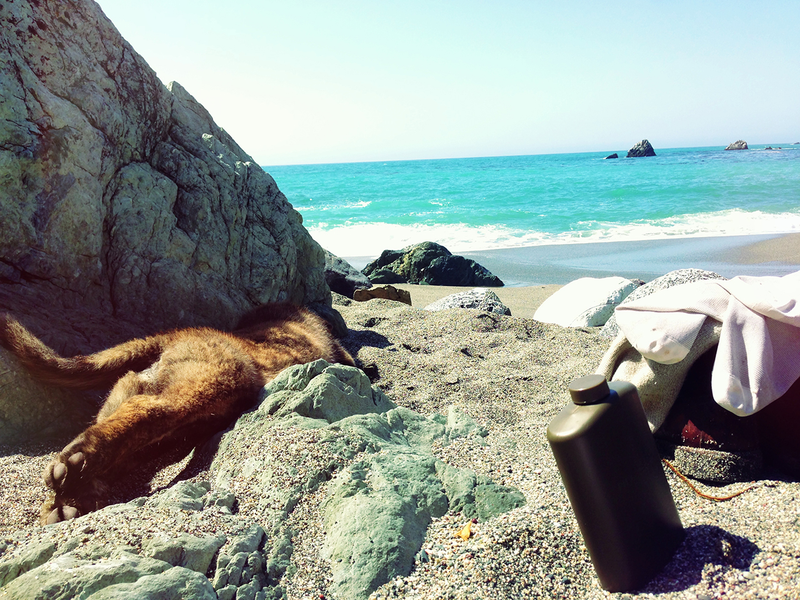 Illustration for article titled How To Take Your Dog Camping